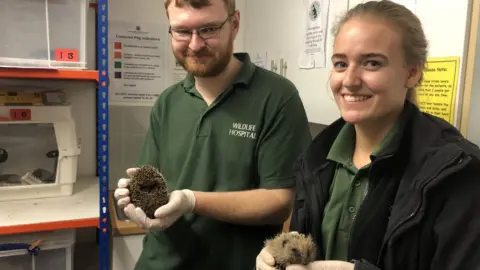 Volunteers hold hedgehogs