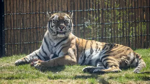 Getty Images Tiger