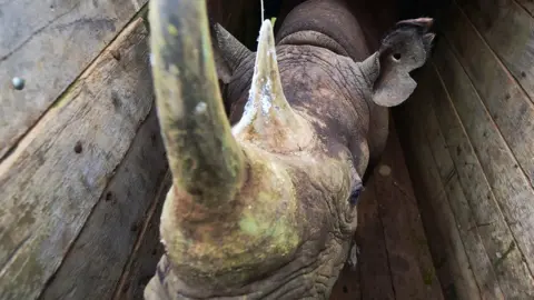 AFP A male black rhinoceros in a crate about to be transferred at Nairobi National Park, 26 June 2018