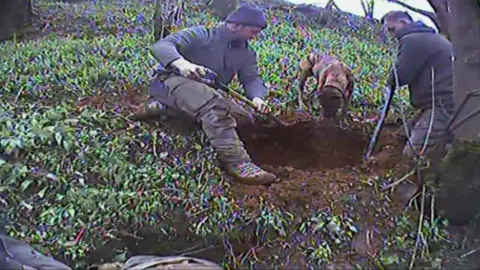 The men are caught on camera digging for badgers with dogs