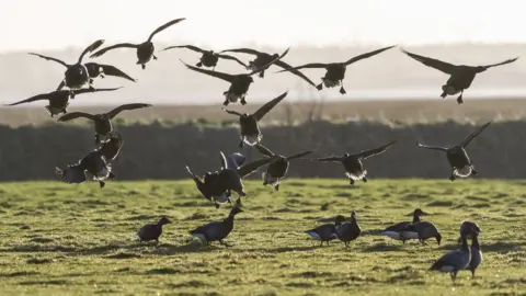 National Trust Images/Justin Minns Brent Geese coming into graze at Northey Island