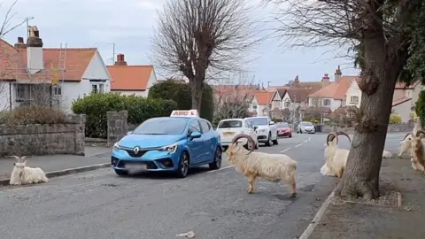 Lisa Fisher A driving school car edges past a herd of goats in Roumania Crescent, Llandudno. This street is over two miles from the goats' usual habitat on the Great Orme headland