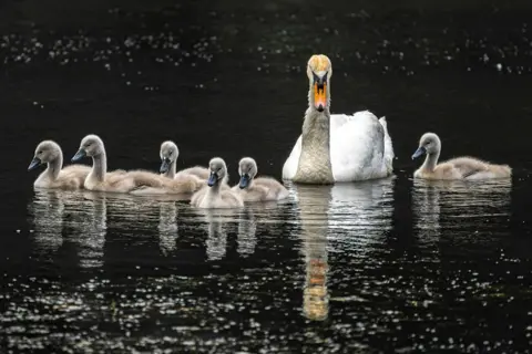 Richard Hughes A swan and her cygnets