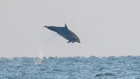 Andrew Cottrell Dolphin leaping from the sea