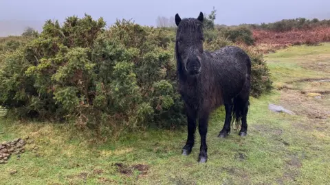 BBC Dartmoor pony