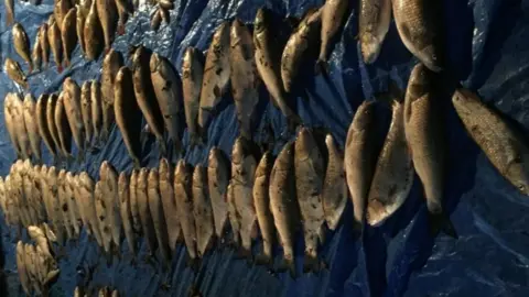 Environment Agency Dead fish