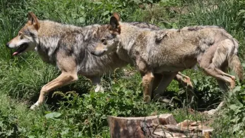 AFP/Getty Images Wolves in Les Angles, south-western France. File photo