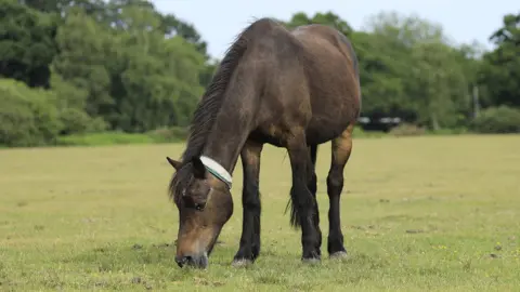 Forestry England New Forest pony grazing