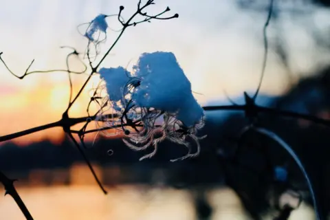 Becca Collacott Snow on a branch at Radley Lake