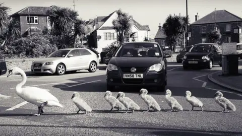 Perran Tremewan Swans crossing the road