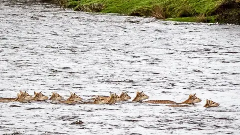 Jim Bell / SWNS.com River Derwent Chatsworth deer