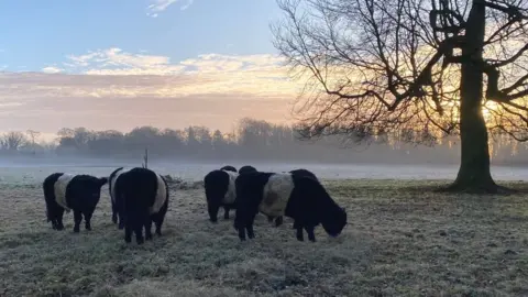 Natalie Malcolm/BBC Cows grazing at Wandlebury Country Park