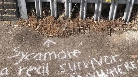 Chalk writing on the pavement indicates a Sycamore tree