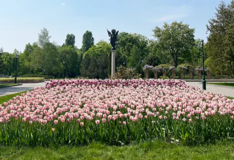 Quentin Sommerville / BBC Tulip blooms in a park in Kharkiv city centre, May 2022