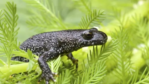 Science Photo Library Great Crested Newt