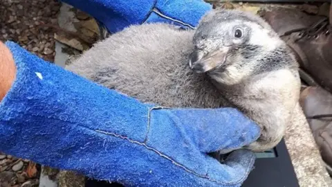 Curraghs Wildlife Park Penguin chick