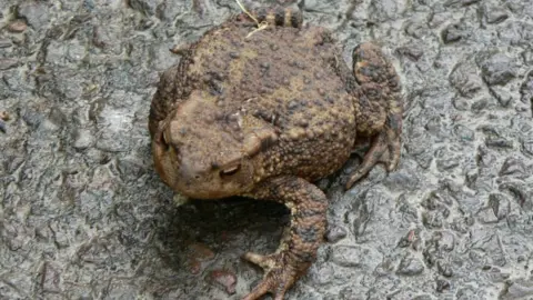 BBC Toad