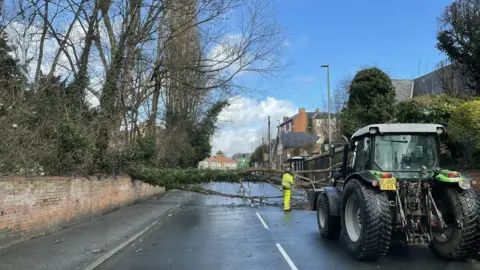 Richard Holt Tree down in Calverton Road