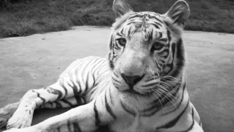 West Midland Safari Park Tubs