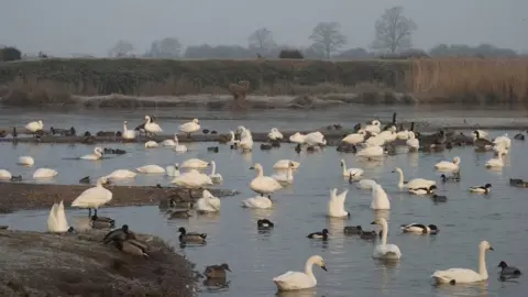 WWT Bewick's swans