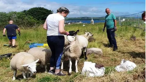 Templebreedy 'Save Our Steeple' sheep at st matthews churchyard in cork