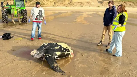 The Watering Hole Turtle