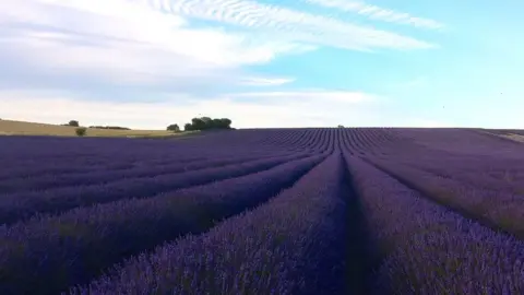 Tim Hunter Hitchin Lavender