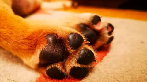 Dog's paws