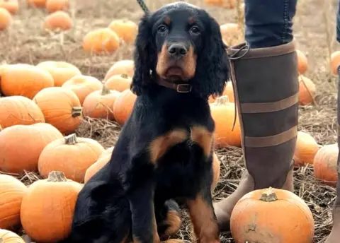 Sophie Stokes Dog with pumpkins