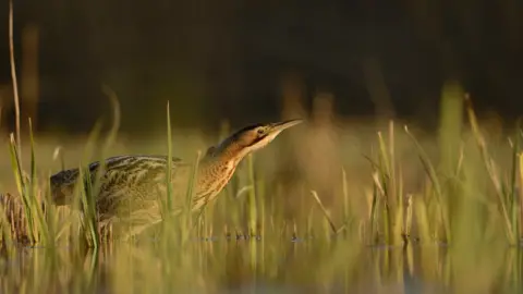 PA Great bittern