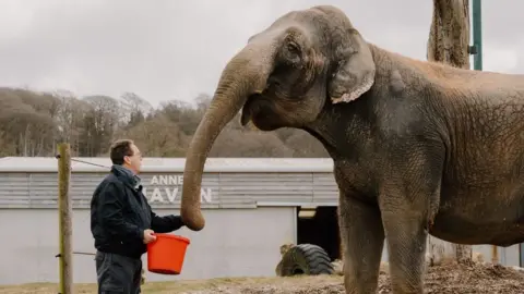 Longleat A man feeding an elephant