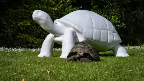 Durrell Wildlife Conservation Trust Tortoise with tortoise sculpture