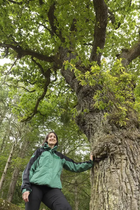 Mark Hamblin/ WTML The Lord President's oak