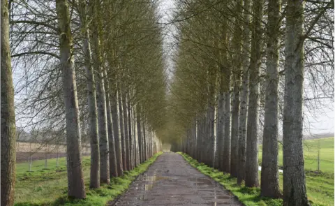 Downsman A dramatic tree-lined road in Boxford captured on camera by Weather Watcher Downsman