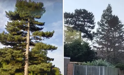 BBC The tree and a picture of the area with no tree
