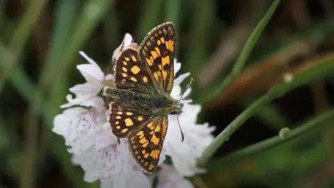 Butterfly Conservation chequered skipper