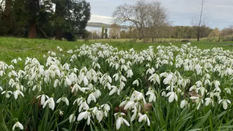 Weather Watcher Becka Snowdrops in Castleward