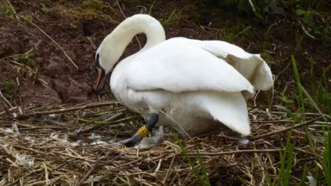 Chesterfield Canal Trust Hilary on her nest with an egg before the attack