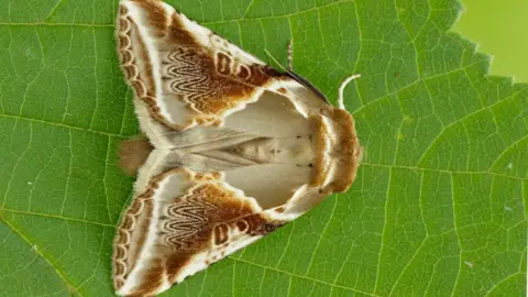 Iain Leach, Butterfly Conservation Buff Arches moth