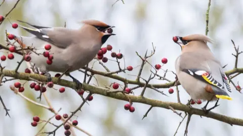 Rod Kirkpatrick/RKP Photography Waxwings