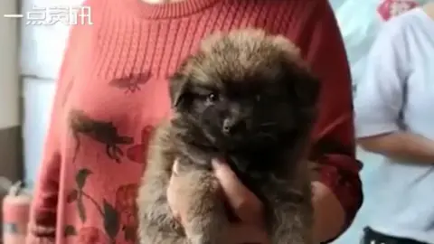 Feidian Shipin/Weibo One of the animals rescued in Chengdu