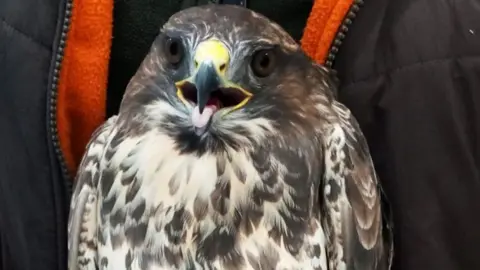 A rescued buzzard.