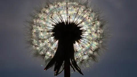 Helen Ormesher A dandelion in full seed held up againt the sun