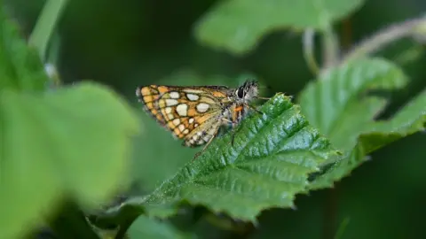 PA Media Chequered skipper butterfly