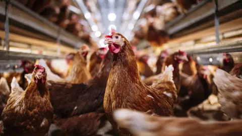 Getty Images Hens in a poultry shed