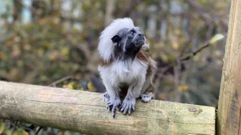 Cotton top tamarin