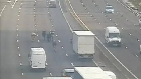 National Highways Traffic camera image of a group of cows walking down the M1