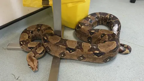 RSPCA A large boa constrictor