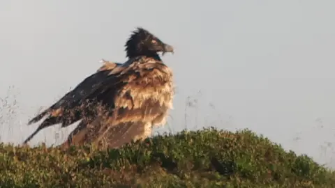 Jono Leadley - @birdingdad  Bearded Vulture