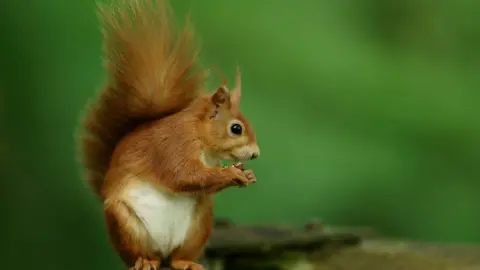 Peter Trimming/Flickr Red squirrel